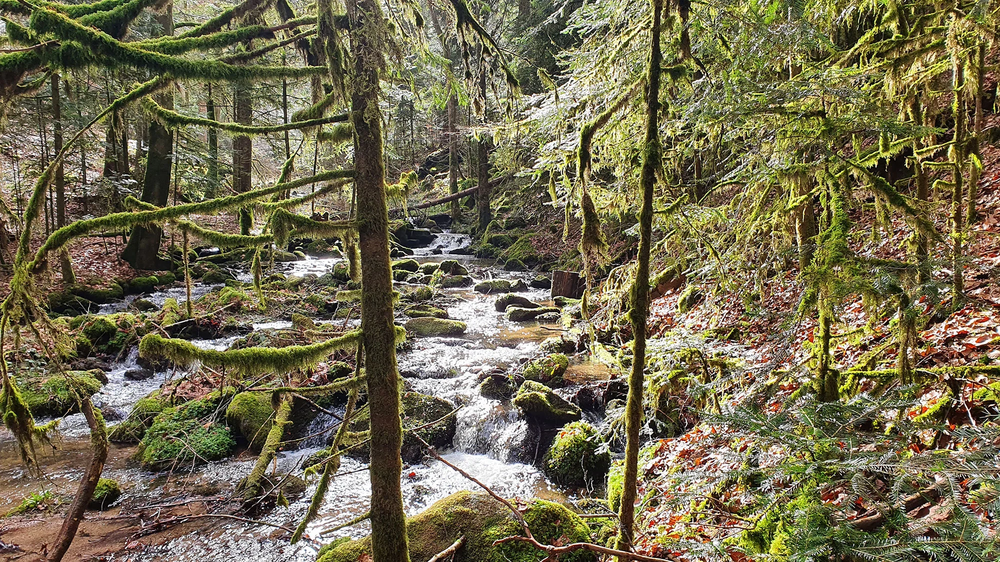 A forest stream in the Northern Black Forest